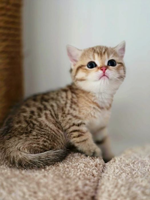 Кошечка ТиГрЯшА бРитаНскаЯ