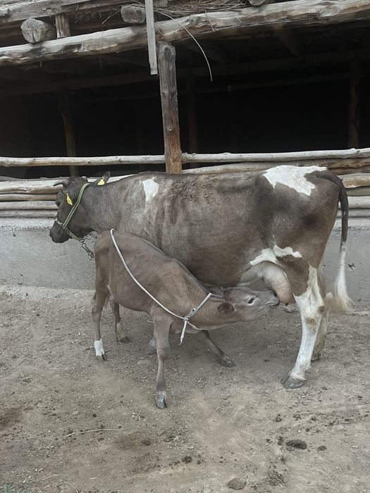 Sigr sogmli bolasi blan 10ltr suti bor tepmidi