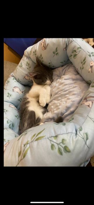 Домашняя кошечка