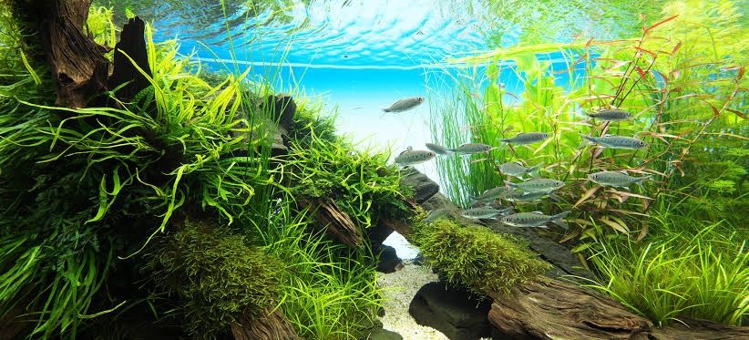 Akvariumlar uchun professional servis | Tozalash | Чистка аквариума