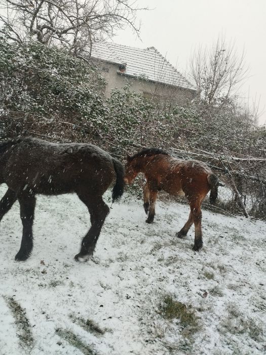 De vânzare mânz murg și mânză neagră
