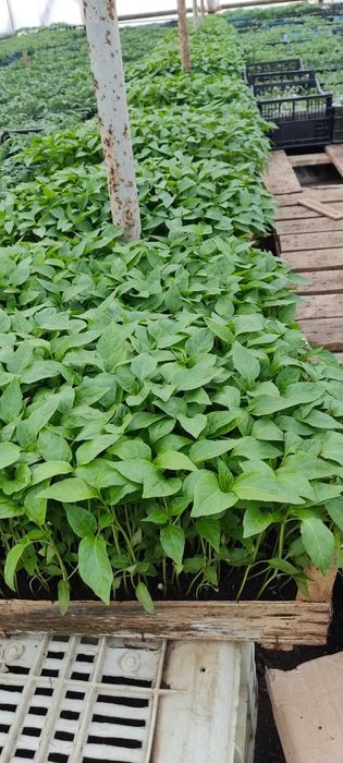 Разсад домати,краставици,пипер