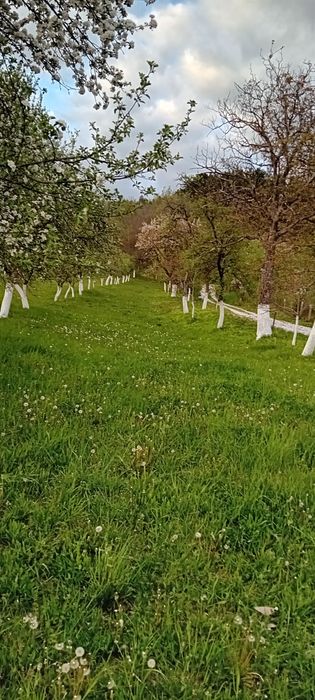 Vânzare - Teren intravilan cu livadă
