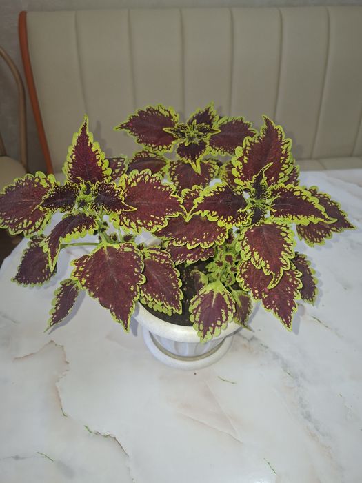 Комнатные цветы - Колеус