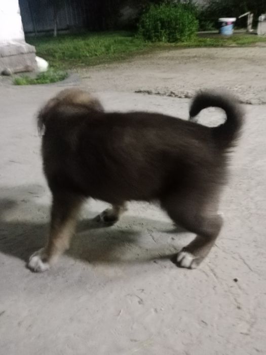 Город Талдыкорган