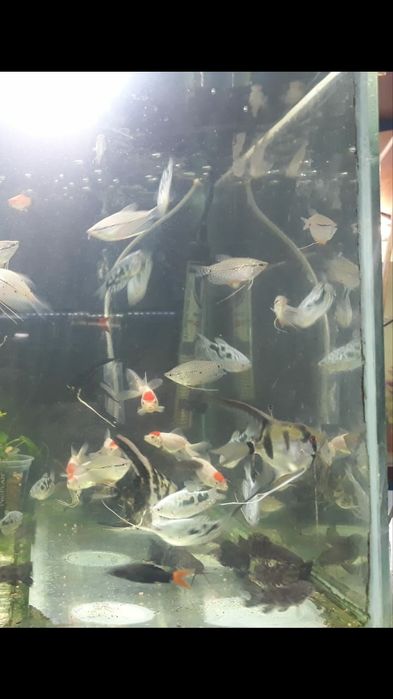 Рыбки акквариумные