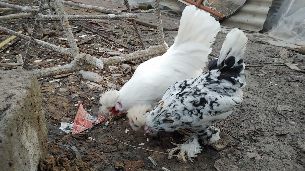 Япон хурозча бор сотувда