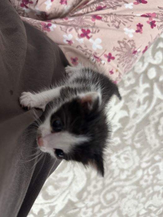 котенок в добрые руки