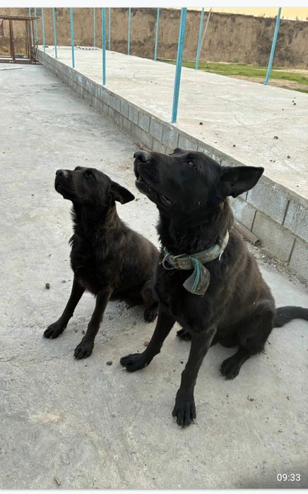 Авчарка кушіктері сатылады.