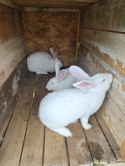 Vând iepuri cu ochii roșii
