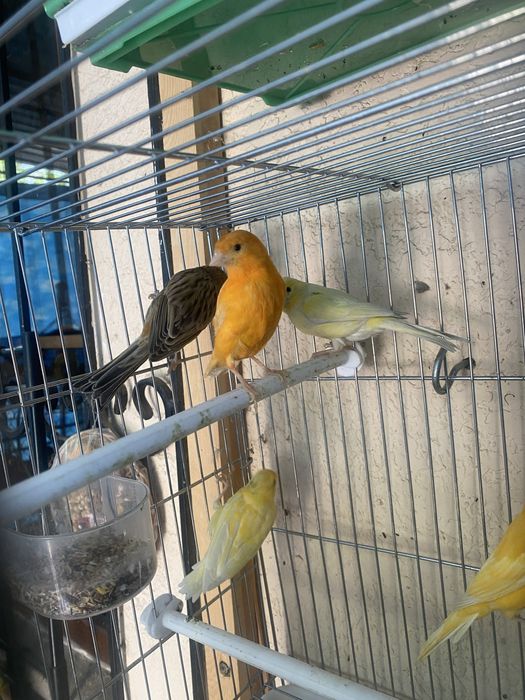 Qushlar sotiladi kanareyka канарейка