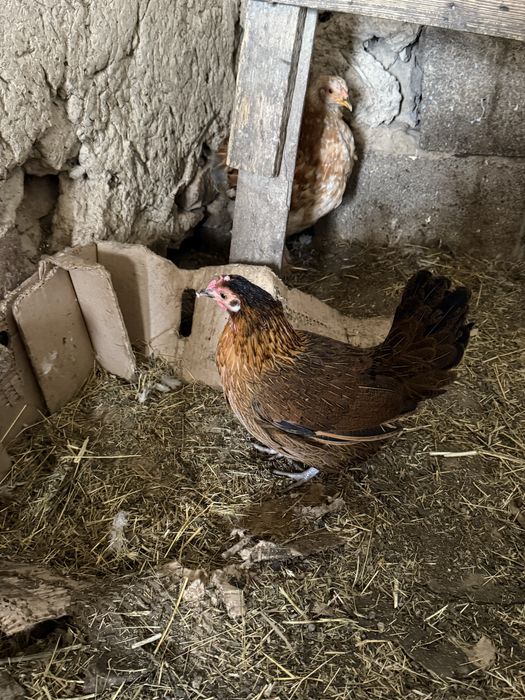 Индюки куры утки