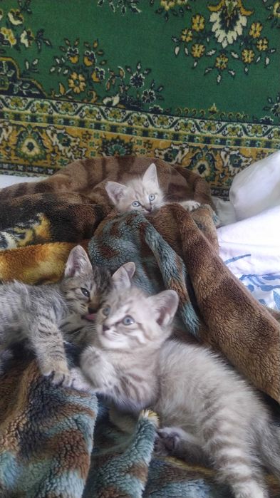 Отдаем в добрые руки очаровательных девочек.