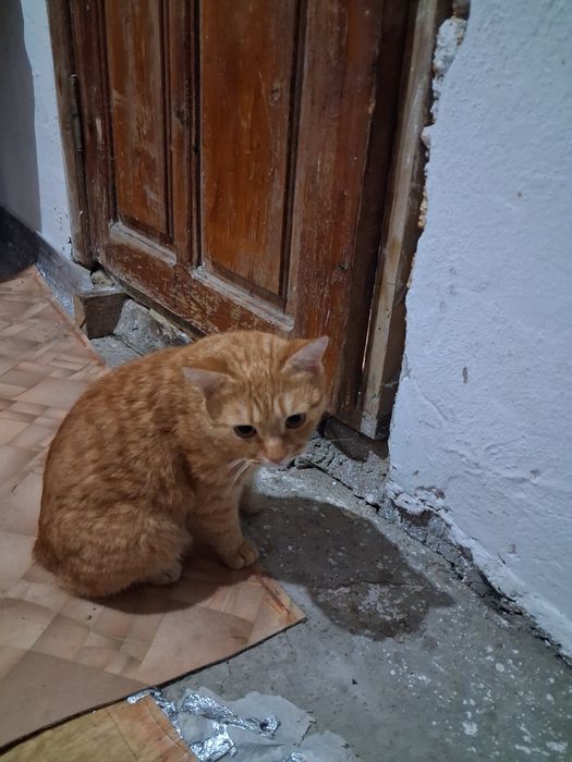 Продам кошку мальчик