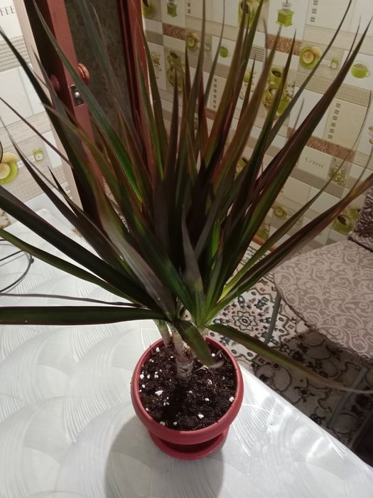 Продам пальму драцену