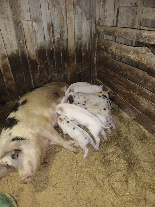 Месячные поросята