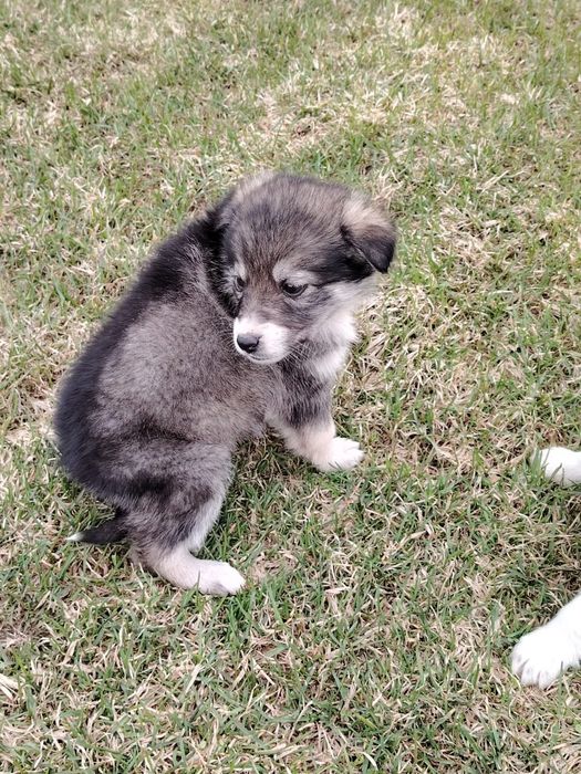 Отдам щенка в добрые руки