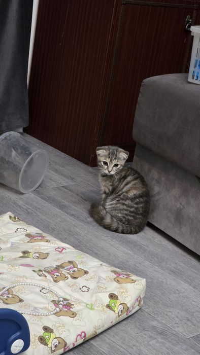 Продам котят шотландских.
