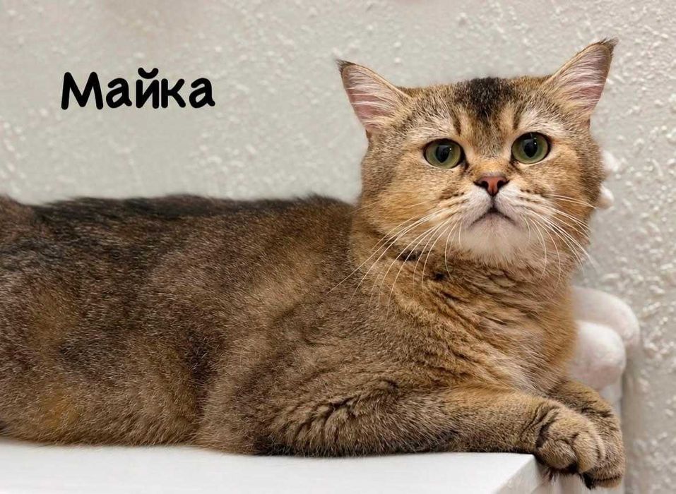 Шотландско котенце