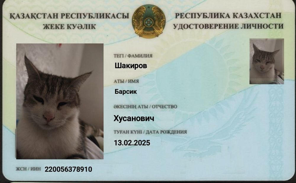 Котята в хорошие руки