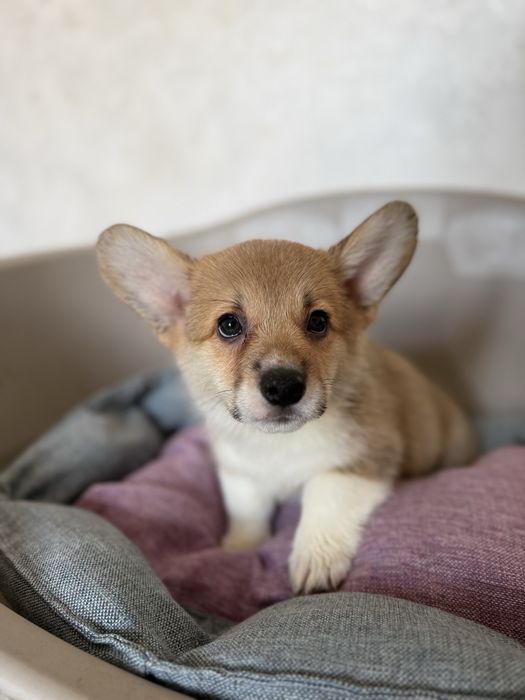 Вельш корги пемброк малыши