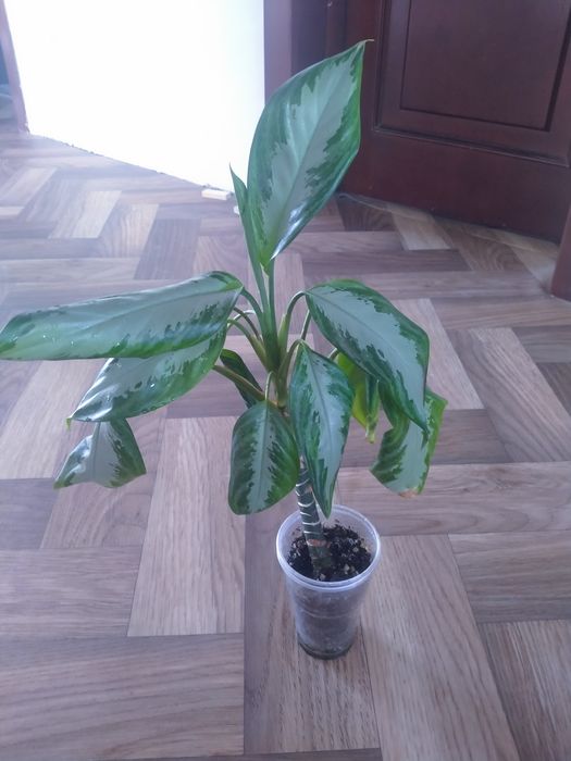 Аглонемалар сатылымда!!!