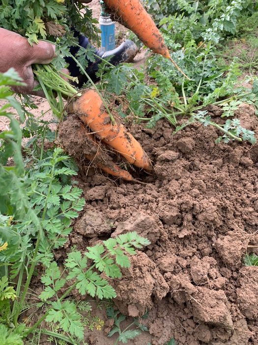 Местный сабыз сатылады