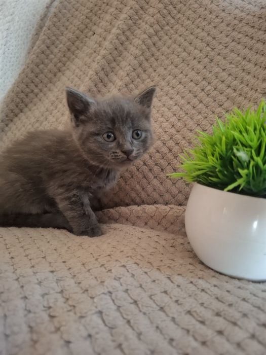 Милые ручные котики