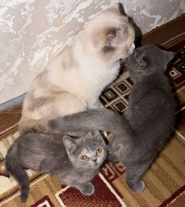 Очаровательные котята ищут любящих хозяев!