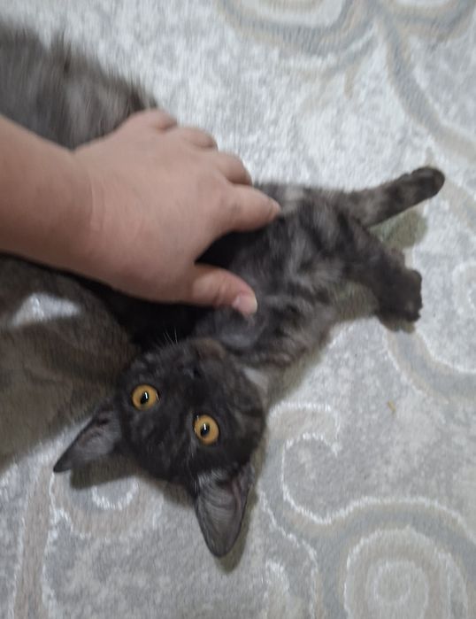 Котенок бесплатно