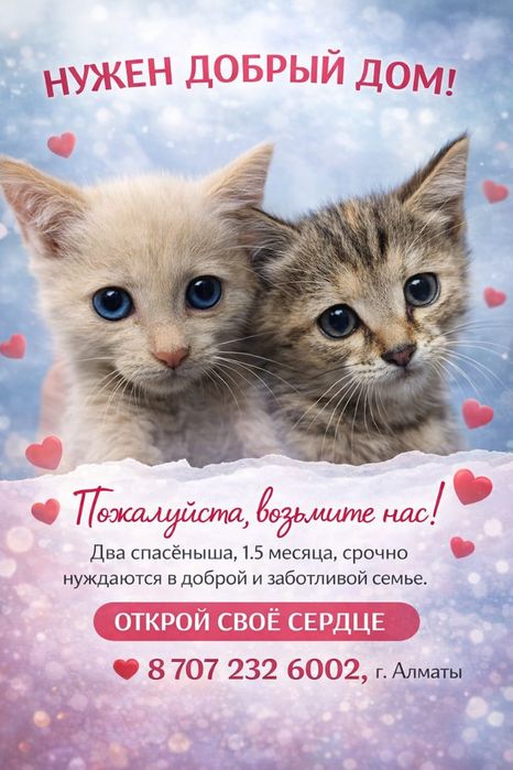 Котята, чудом спасенные из заточения, ищут дом!