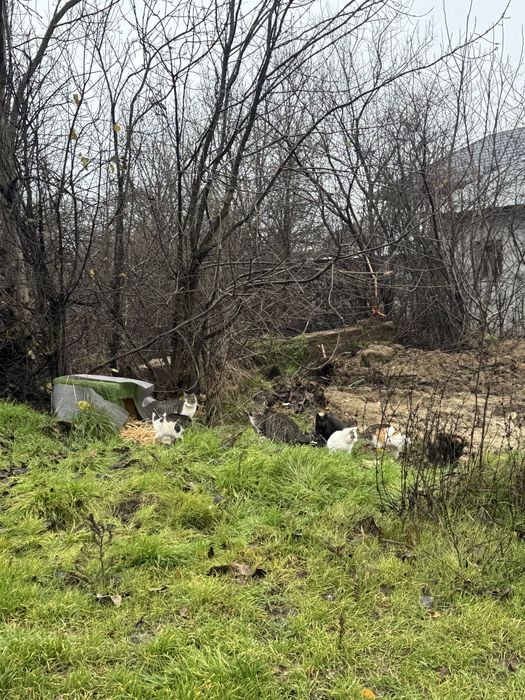 Pisicute Mici spre Adopte Urgent!!