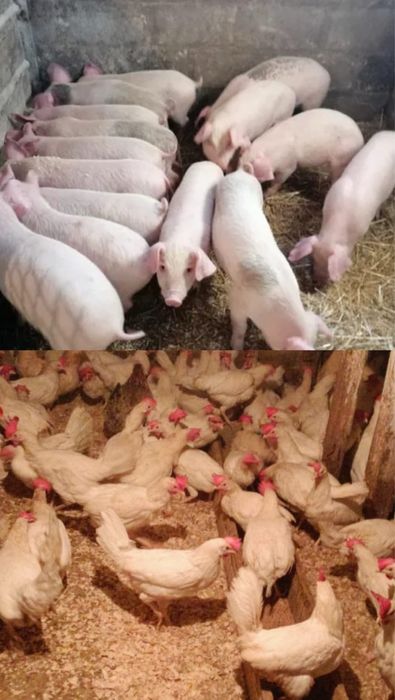 Продам кур несушек Поросят