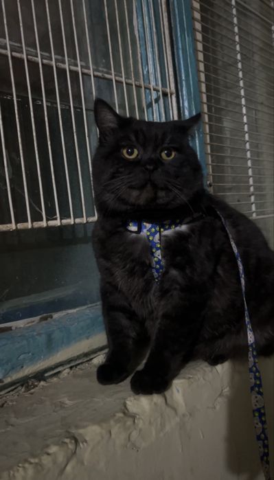 Ищем кота/Пропал кот