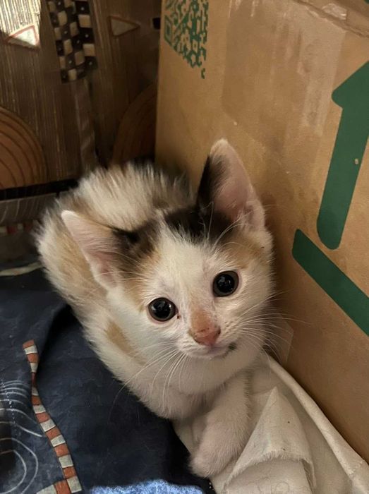 Котенца за осиновяване