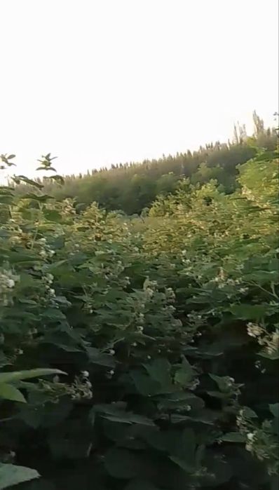 Malina ko'chat sotiladi