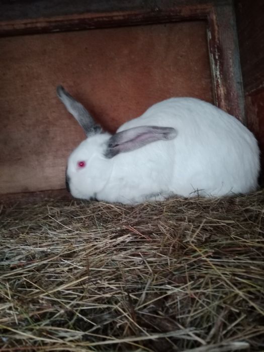 Кролики на развод