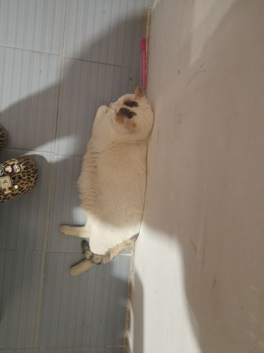 Отдам в хорошие руки