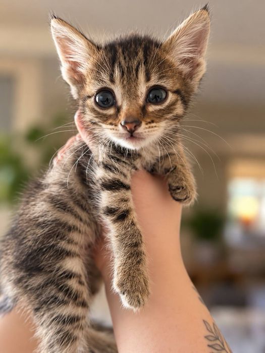 Отдам котят в добрые руки