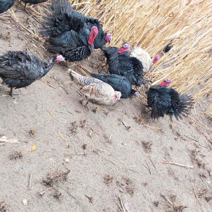 Курка хорозла сотилади