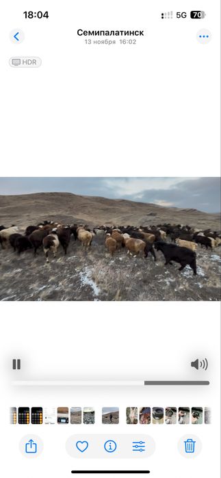 Койлар мен токтылар сатылады