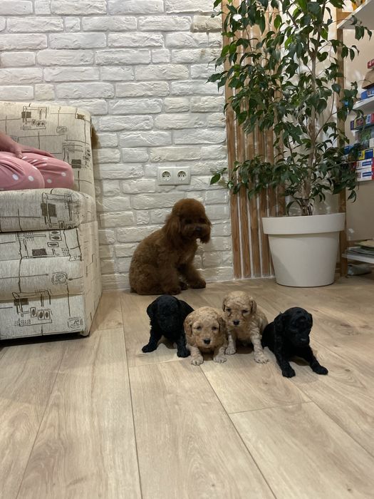 Уникални Мини Пудел