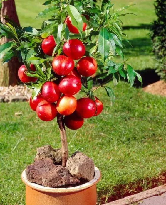 Pomi Pitici Dwarf
