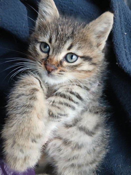 Малък, умен и красив младеж търси дом