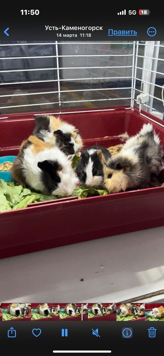 Морские свинки малыши