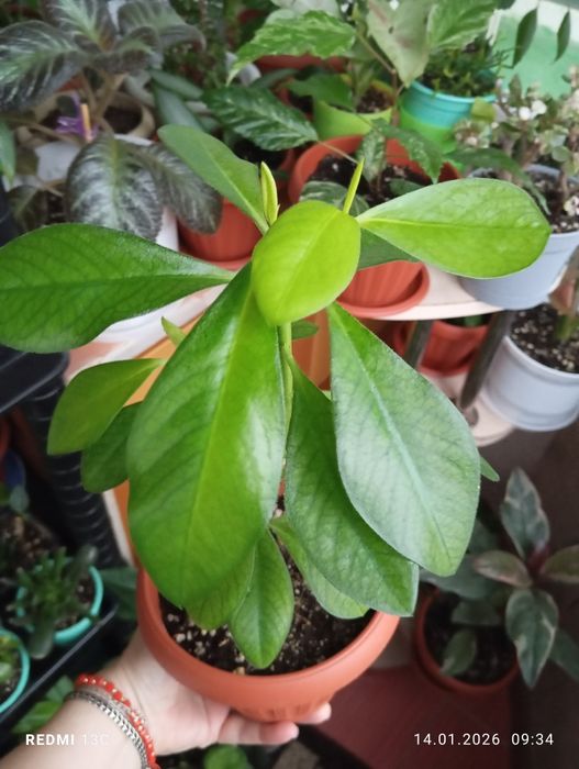 Продам комнатные растения