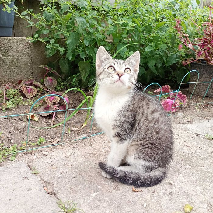 Donez pui de pisică, aproximativ 10 săptămâni