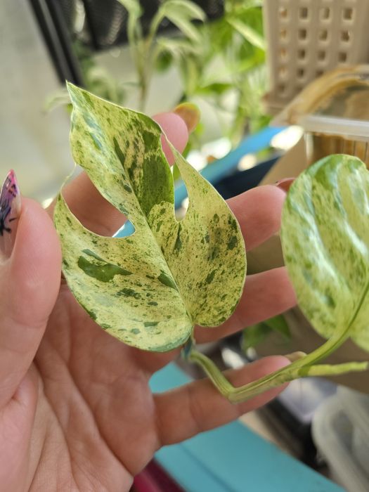 Эпипремнум пинатум вайт марбл