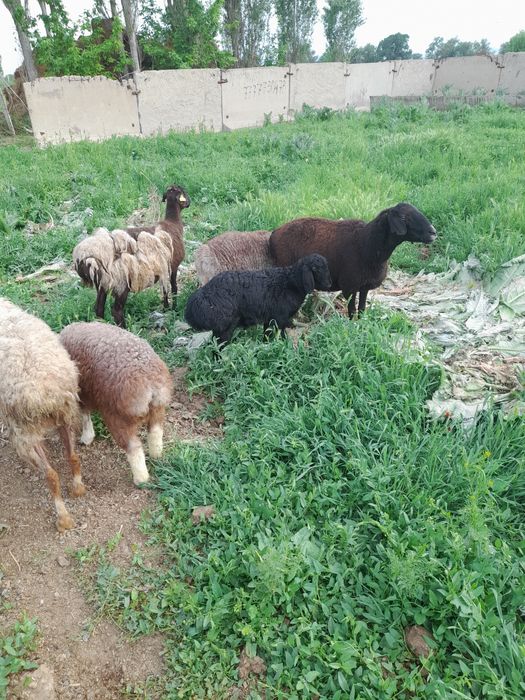 Козлы койлар сатылады