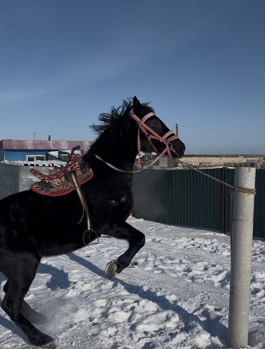 Дөнен 4 жаста сатылады